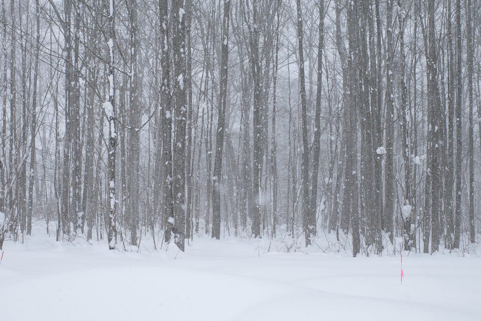 Bare woodland in heavy falling snow