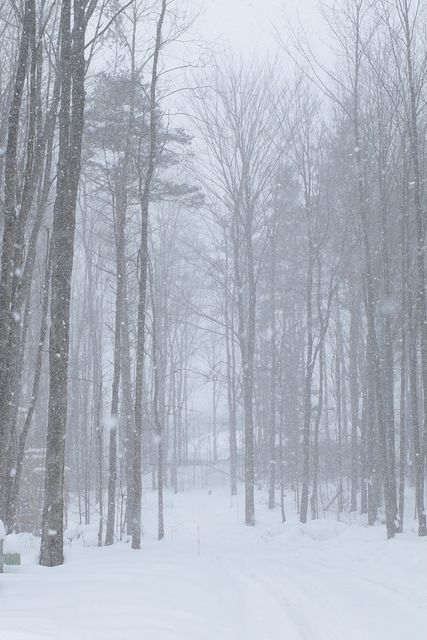 A snow-covered track leading into misty woods
