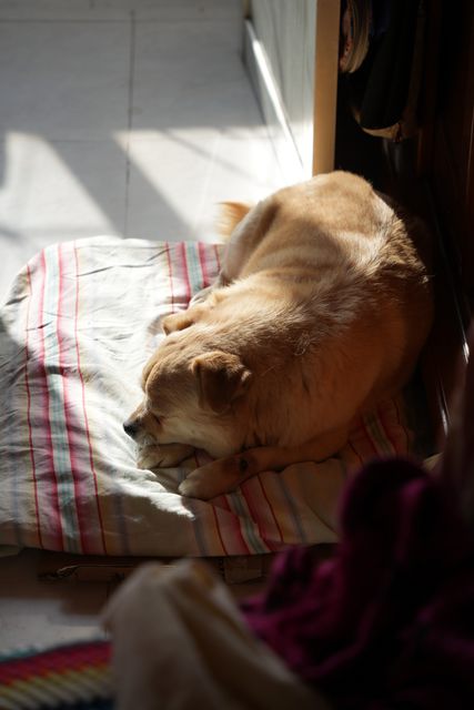 A golden dog asleep on a striped cushion in window light