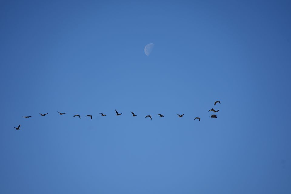 A line of birds flying across a blue sky beneath a half moon
