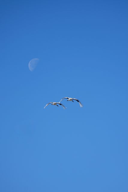 Two white birds in flight below a daytime moon