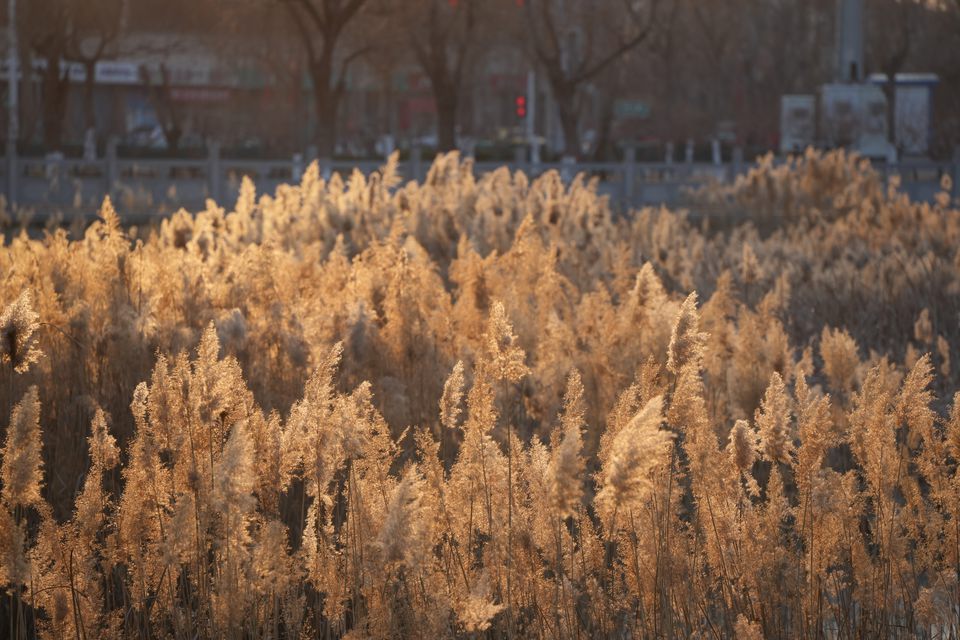 Reeds glowing gold in low winter sun