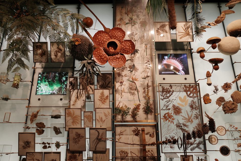 A wall display of pressed plants, seed pods and a large red flower model