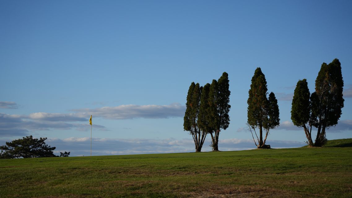 A row of slender trees and a flag on a grassy rise against a blue evening sky