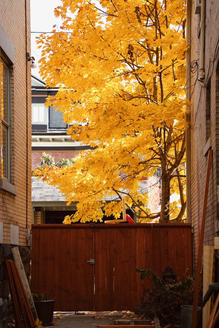 A tree in bright yellow autumn leaf behind a wooden gate between brick houses
