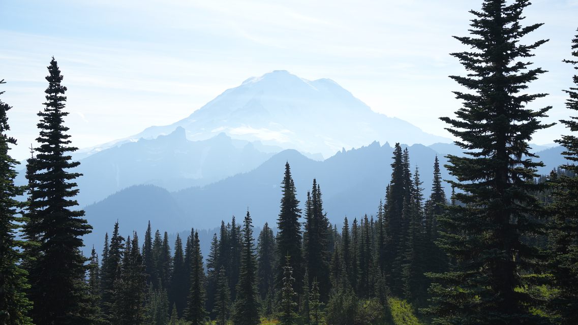 A snow-covered mountain in blue haze framed by dark fir trees