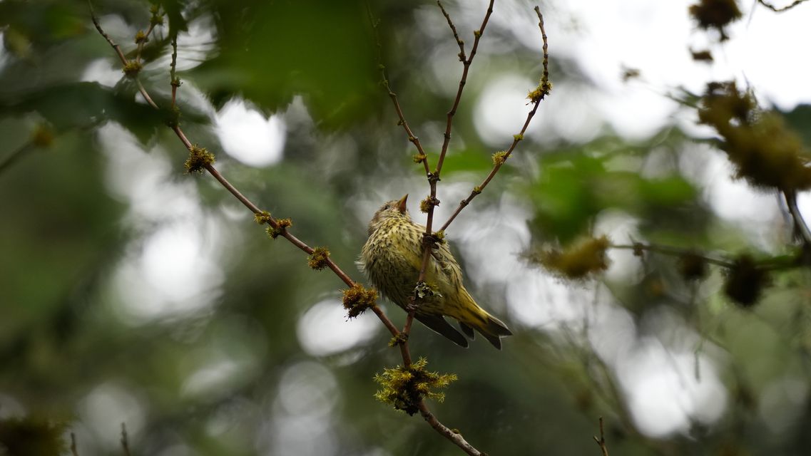 A small yellow-green bird perched on a branch among blurred leaves