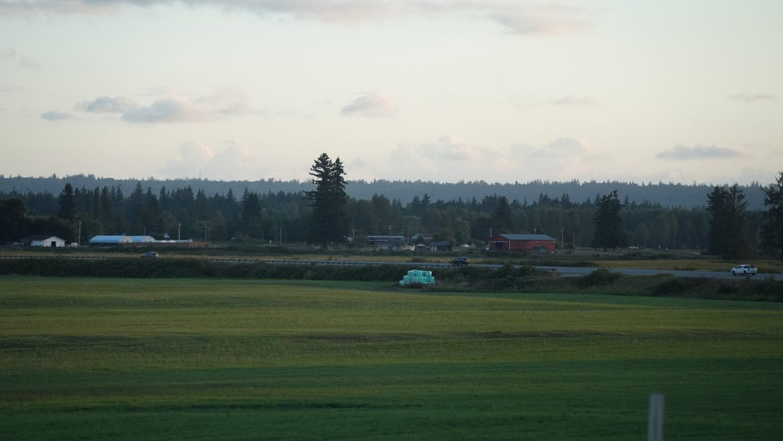 A wide green field at dusk with a lone tall tree and distant farm buildings