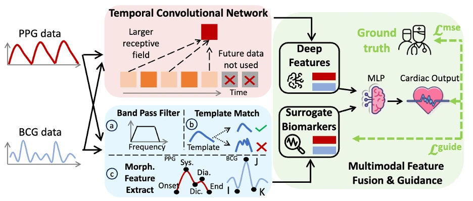 Pipeline diagram: PPG and BCG signals pass through a temporal convolutional network and a biomarker-extraction branch, and the fused features predict cardiac output.